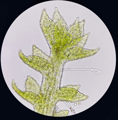 Crossocalyx hellerianus