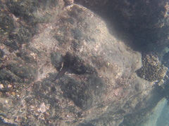 Ophioblennius steindachneri