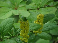 Berberis amurensis