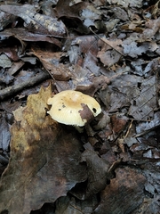Russula amerorecondita