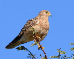 Falco rupicoloides