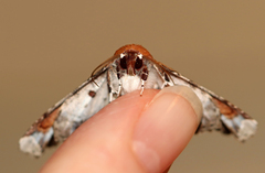 Eutelia pulcherrimus