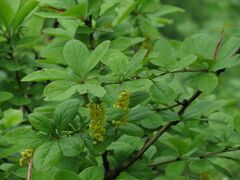 Berberis amurensis