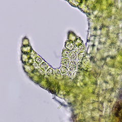 Crossocalyx hellerianus