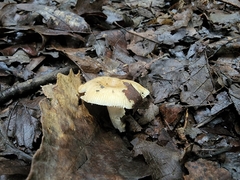 Russula amerorecondita