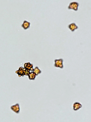 Crossocalyx hellerianus