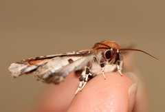 Eutelia pulcherrimus