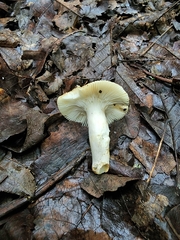 Russula amerorecondita