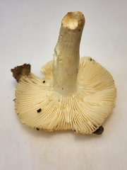 Russula amerorecondita