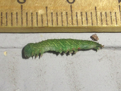 Panopoda