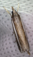 Carectocultus perstrialis