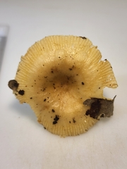 Russula amerorecondita