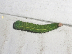 Panopoda