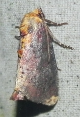 Achatodes zeae
