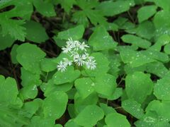Thalictrum filamentosum