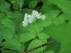Thalictrum filamentosum