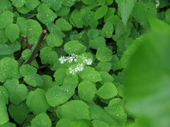 Thalictrum filamentosum