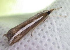 Carectocultus perstrialis