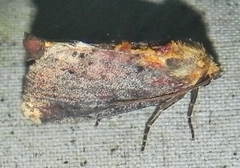 Achatodes zeae