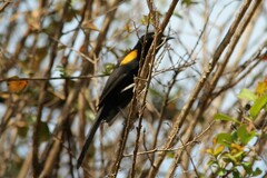 Icterus pyrrhopterus