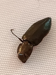 Melanophila cuspidata