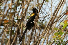 Icterus pyrrhopterus