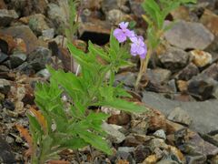 Dontostemon hispidus