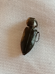 Melanophila cuspidata