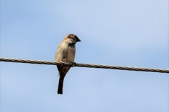 Passer domesticus