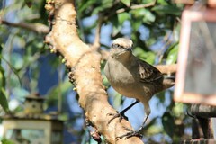 Mimus saturninus