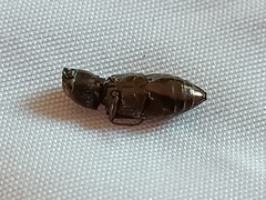 Melanophila cuspidata