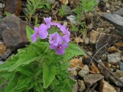 Dontostemon hispidus