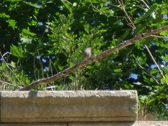 Muscicapa striata