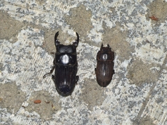 Aegus laevicollis