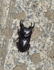 Aegus laevicollis
