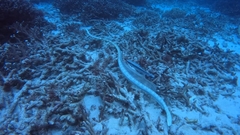 Hydrophis elegans