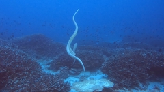 Hydrophis elegans