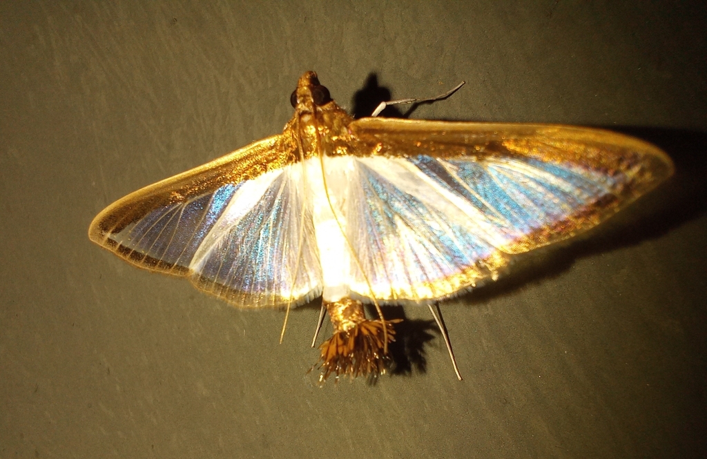 Diaphania superalis