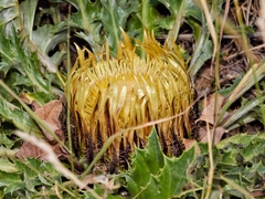 Carlina acanthifolia