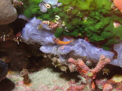 Microlipophrys nigriceps