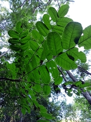 Comocladia