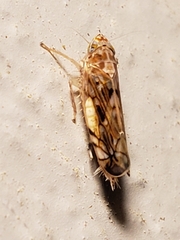 Scaphoideus opalinus