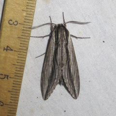 Sphinx vanbuskirki