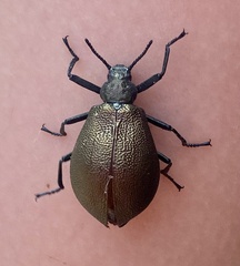 Metallonotus physopterus