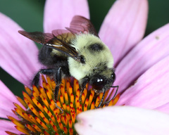 Bombus griseocollis