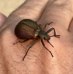 Metallonotus physopterus