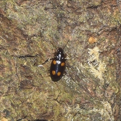 Dolichoctis rotundata
