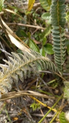 Pleopeltis lepidopteris