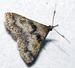 Renia rigida