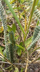 Pleopeltis lepidopteris